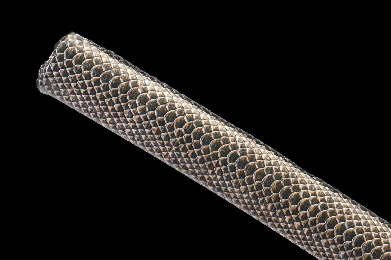 IMG_8917 65Mn steel  - Pure Hand-Forged Katana - Green Wood Scabbard - Zinc Alloy Fitting - Scales - Black Feather